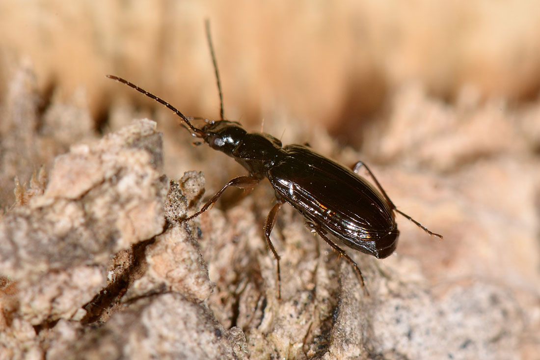 Carabidae:  Badister collaris?  No, Badister cfr. peltatus